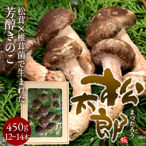 楽天市場】三重県 国産 300g(8〜9本） 松太郎 松茸(マツタケ