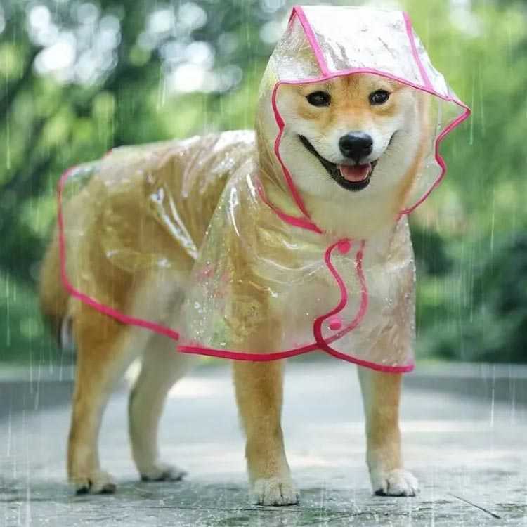 感謝の声続々 犬服 レインコート ドッグウェア 小型犬 透明 フード付き 大型犬 中型犬 雨具 透明レインコート Xs 6xl 送料無料 ドッグ ペット服 レインポンチョ 帽子付き レインウェア イヌ 梅雨 雨対策 安全 お散歩 雨除け 犬の服 防水 犬用 Whitesforracialequity Org
