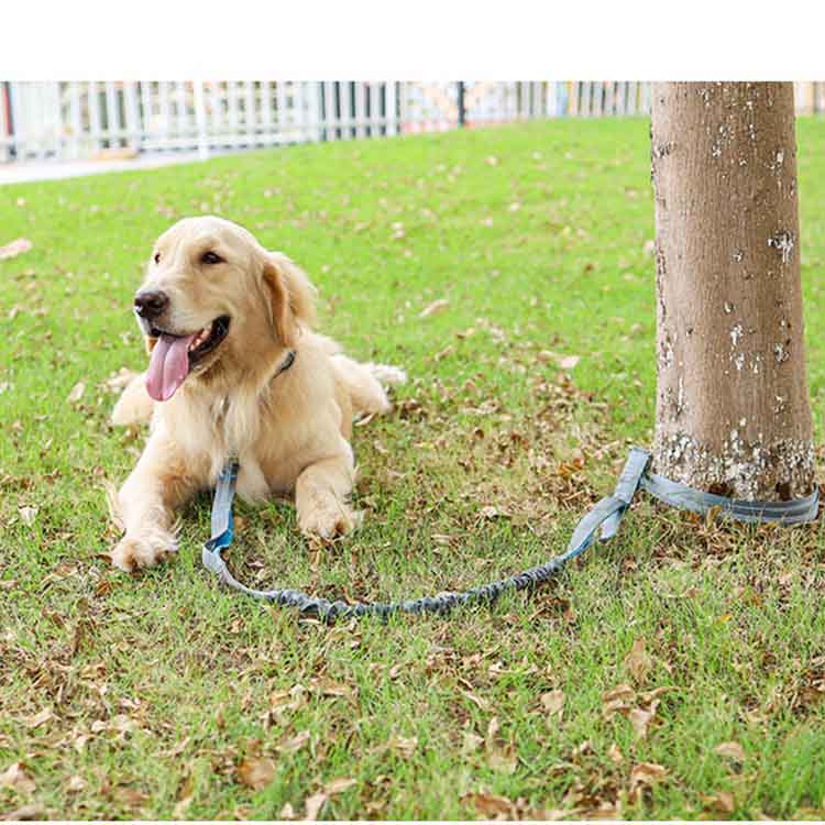 楽天市場 リード おしゃれ 小型犬 中型犬 犬用 かわいい ペット用品 犬用品 大型犬 散歩 ジョギング 犬用リード 伸縮リード 犬のリード ドッグ 小型犬用 シンプル 超小型犬 中型犬用 お散歩 送料無料 可愛い お出掛け お出かけ おでかけ トレーニング 柴犬 Sobuy Shop