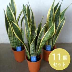 楽天市場 観葉植物 サンスベリア 4寸 4号 12cmポット 11個セット 苗 ノベルティ ギフト 記念品 景品 粗品 ソラニワ
