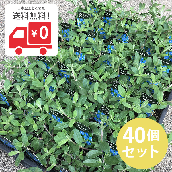 楽天市場 花苗 アメリカンブルー 40個 セット 3寸 ケース販売 花苗 グランドカバー ソラニワ