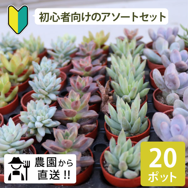 楽天市場】初心者の方にオススメ！農場直送！多肉植物 1寸 (1号 3cm