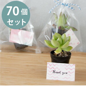 プチギフト 70個セット［3cmポット］　ミニサイズ 多肉植物　植物 ラッピング ギフト おしゃれ プレゼント ノベルティ 結婚式 二次会 ウェディング 披露宴 オシャレ お洒落 ナチュラル 送料無料 シンプル 産休 挨拶 お配り 退職 敬老会 祝賀会 開店祝い 200円 300円｜ソラニワ