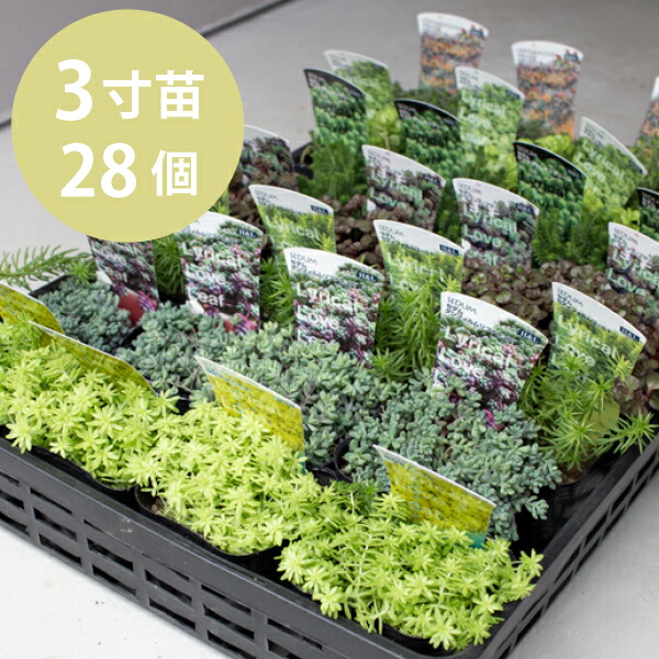 セダム 品種ミックス 3号 7種28個セット 寄せ植え グランドカバー ベンケイソウ 万年草 多肉植物 品種アソート おまかせ ケース販売 まとめ買い ロックガーデン ドライガーデン [H]｜ソラニワ