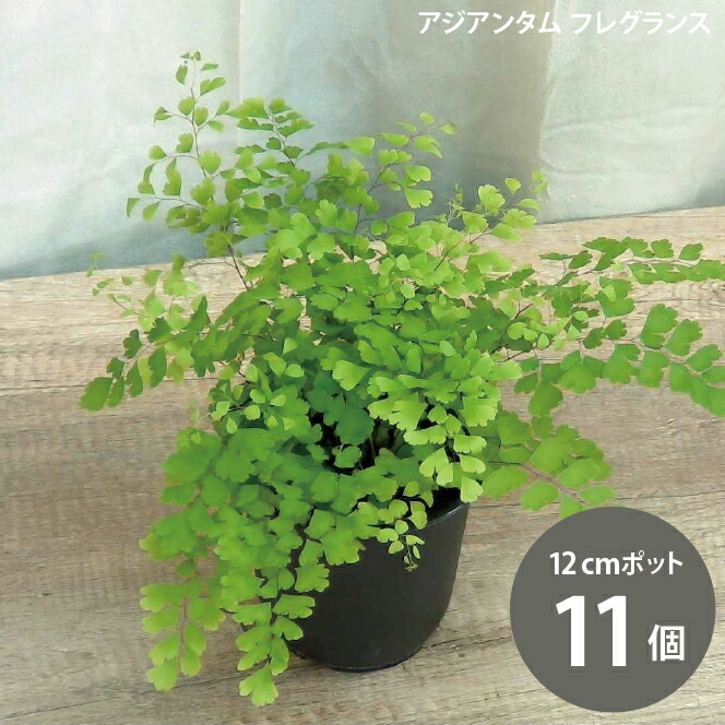 楽天市場】観葉植物【ホウライシダ属】アジアンタム4号Sセメント鉢
