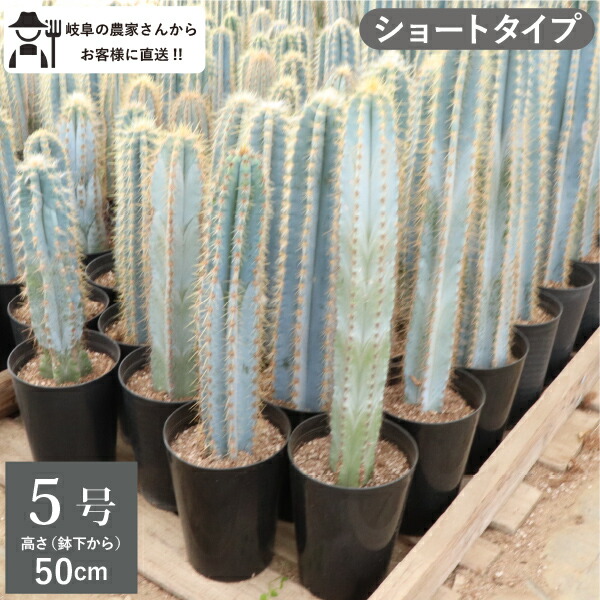 楽天市場】王冠竜 オウカンリュウ サボテン フェロカクタス 8号鉢 1鉢