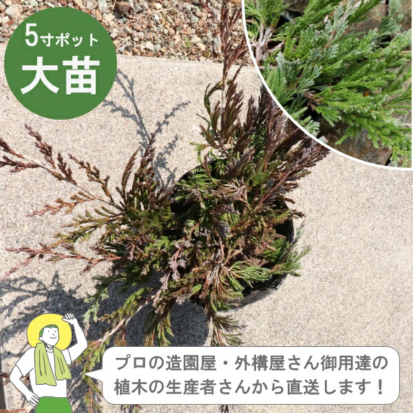 ［生み出すこと者直送］バーハーバー  15珊ポット 常緑針葉樹地びた取りまかなう  植栽 這い性コニファーハイビャクシン［IO］
