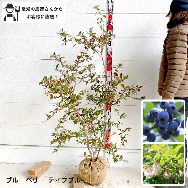 ［生産者直送］ブルーベリー ティフブルー（ラビットアイ系）　樹高約1.1-1.3m 植木　庭木　苗木　垣根　シンボルツリー　ツゲの木　 人気　常緑低木　果樹　根巻き［t］常緑樹