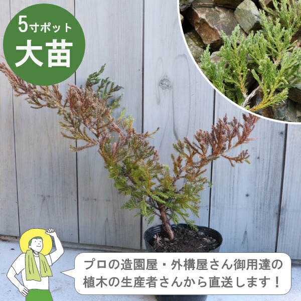 ［生み出すこと者直送］青碧引っ敷き 15珊ポット 常緑針葉樹地びた取りまかなう  植栽 ヒノキ科 ビャクシン属 ニイタカビャクシン 這性コニファー ［IO］