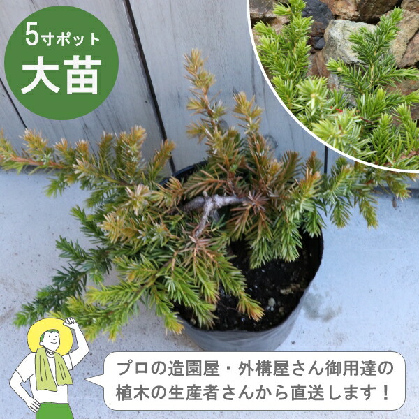 ［生み出すこと者直送］青碧パシフィック  15珊ポット 常緑針葉樹地びた取りまかなう  植栽 這い性コニファーハイビャクシン［IO］