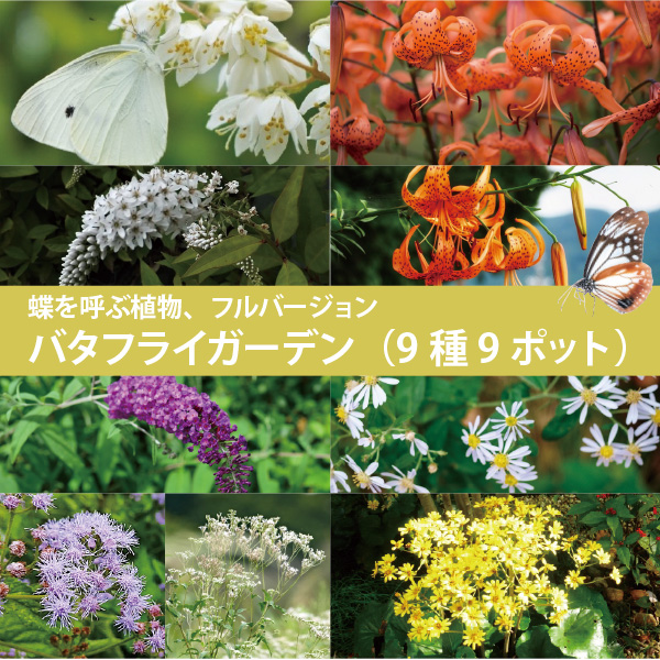 予約　専用　フジバカマ　５５０苗　白　赤 Amazon | フジバカマ 苗 赤白寄せ植え 藤袴 3号 山野草 宿根草