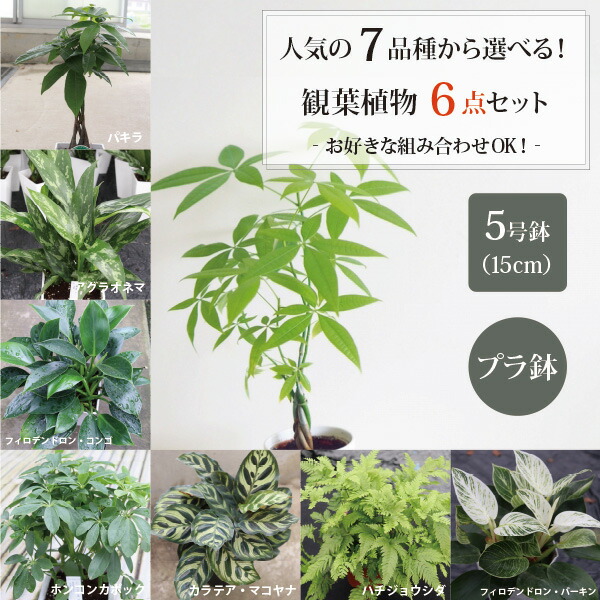 驚きの価格が実現 6鉢セット 選べる観葉植物 好きな組み合わせOK パキラ アグラオネマ シェフレラ ホンコンカポック フィロデンドロン コンゴ  バーキン ハチジョウシダ カラテア マコヤマ プラ鉢でお届け 農場直送 G まとめ買い お得 fucoa.cl