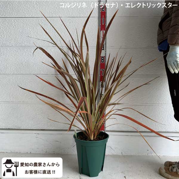 ドラセナ・ニオイシュロラン 1本立 根巻き済み 高さ約2.0m シンボルツリー 楽天市場】【現品発送】ニオイシュロラン ドラセナ樹高1.8-1.9m(根鉢