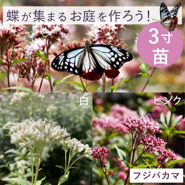 確認用　フジバカマ　斑入り　2ポット 2025年最新】フジバカマ 斑入りの人気アイテム - メルカリ