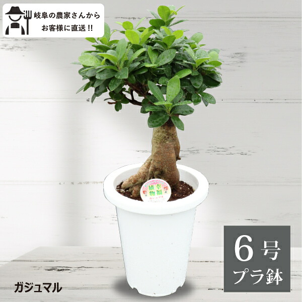 大人気 【即日発送】 MUWXK8FUCQ9 [MUWXK8FUCQ9]