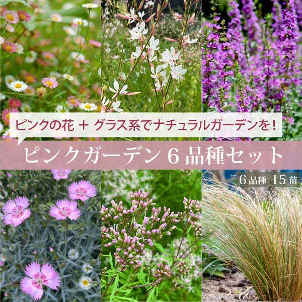 長い間お花が楽しめる！ピンクガーデン 6品種（15苗） ピンク色のお花の多年草（宿根草）にオーナメンタルグラスでバランスよく 9-15cmポット 初心者 ローメンテナンス ナチュラルガーデン イングリッシュガーデン［GM］