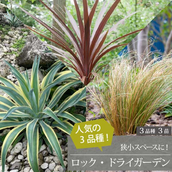 楽天市場】ロックガーデンセット ［B］基本4品種 4個セット 15