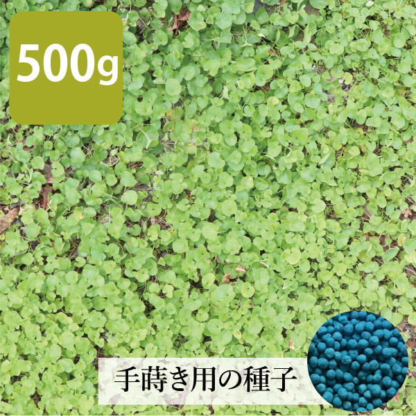 海外 ディコンドラ 40ポットセット ダイカンドラ アオイゴケ ミクランサ ヒルガオ科 地面を覆うように成長する 苗 ハートのような葉っぱがかわいい 