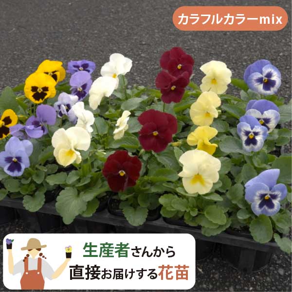 楽天市場】パンジー 花苗 24ポット セット 3号 ポット苗 6品種以上