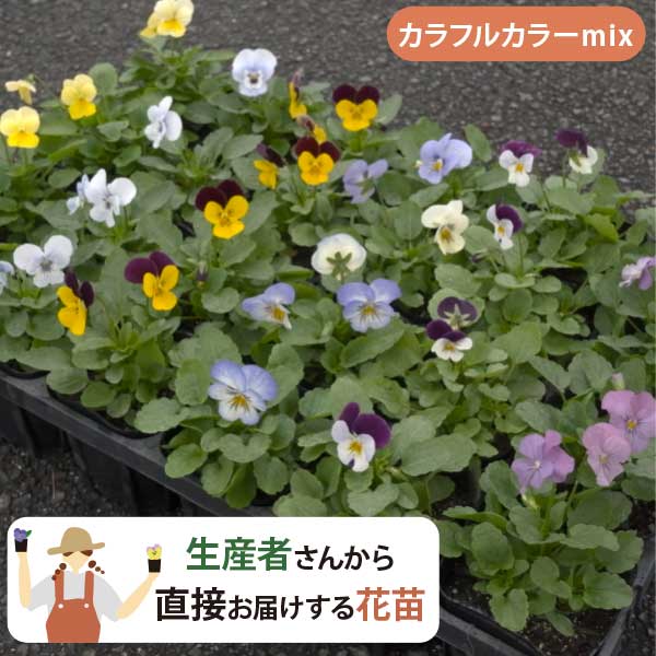 Gレア♡メゾンドビオラ♡歌劇スター♡３号♡ポットごと宅急便コンパクト メゾンドビオラさんのビオラ、歌劇スターを購入 - kotaの雑記帳