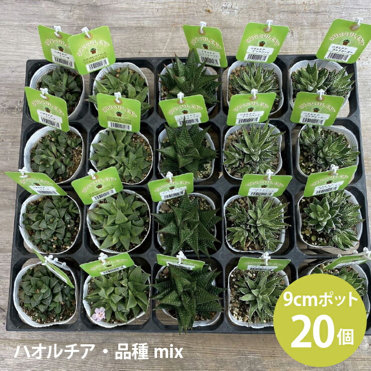 ハオルチア ハオルシア 品種ミックス 多肉植物 苗 (3号 9cmポット) 20個 セット [H]｜ソラニワ