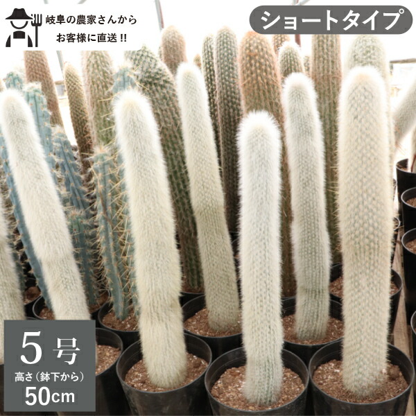 楽天市場】柱サボテン 吹雪柱 ロングタイプ（鉢下から80cm） 5号
