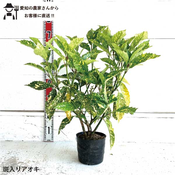 ［生産者直送］斑入りアオキ　樹高約50cm　送料無料 庭木　苗木　青木　 鉢植え　人気　常緑性低木　アオキバ［t］