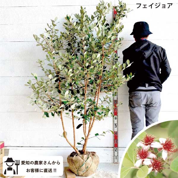 楽天市場】【現品発送】フェイジョア(トライアンフ) 樹高1.7-1.8m(根鉢