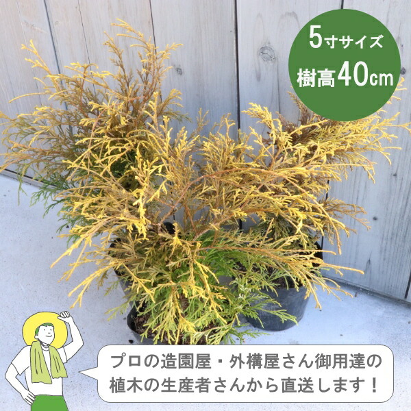 ［生産者直送］フィリフェラオーレア　15cmポット 常緑針葉樹 グランドカバー 植栽　 這い性 コニファー フィリフィラオーレア［IO］