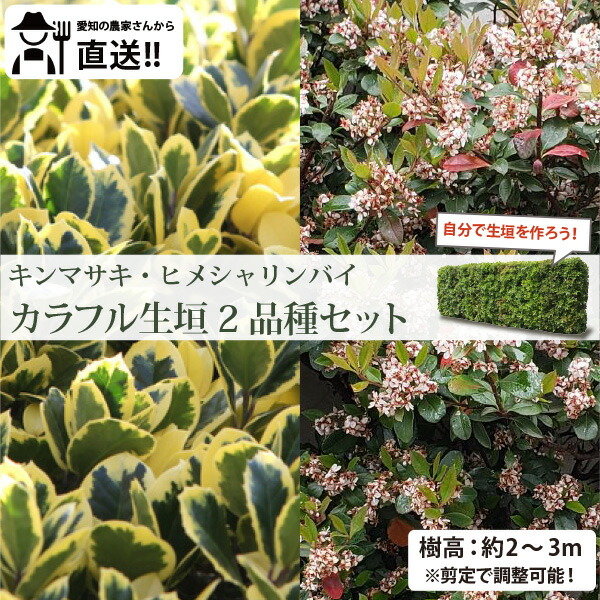 生け垣に最適 低木2品種 各3ポット (和風の常緑低木） キンマサキ・ヒメシャリンバイ 常緑 生産者直送［IO］
