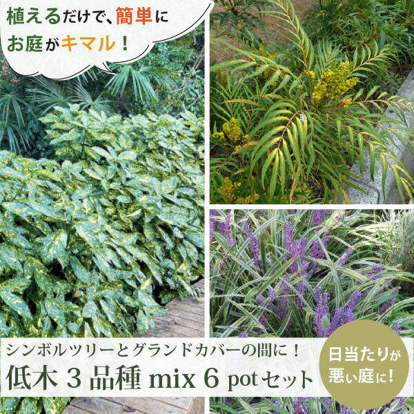 常緑かん木3変種計6ポット (半日陰～末たのもしい疑しさ）斑入りアオキ・マホニアコンフューサ・斑入りヤブ幽客植込み 下草 ［生み出すこと者直送］［IO］