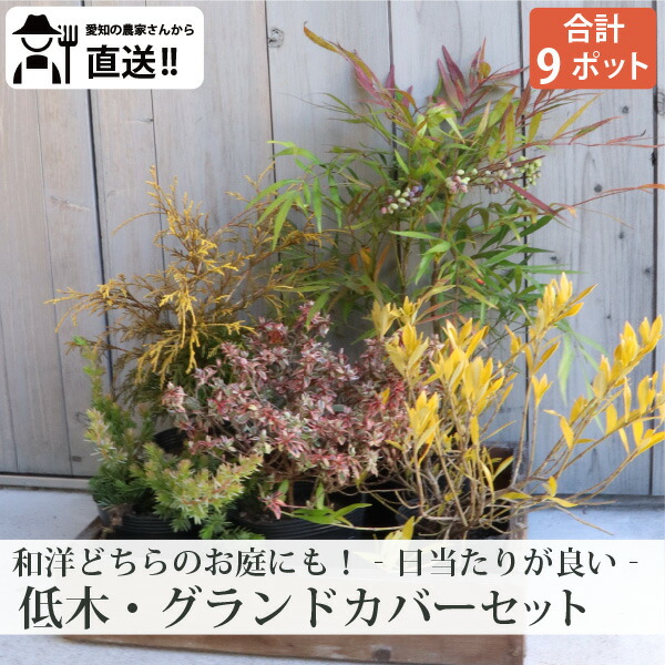 かん木4亜種と競技場取りまかなう書き割り (日向向け) 計8ポットヒメクチナシ・アベリアコンフェッティ・マホニアフィリフェラオーレア・ブルーパシフィック ［生み出すこと者直送］ ［IO］