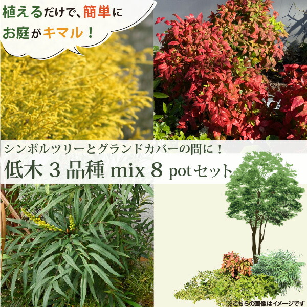 iio-treesitakusa-3set-1-n.jpg iio-treesitakusa-3set-1-n.jpg