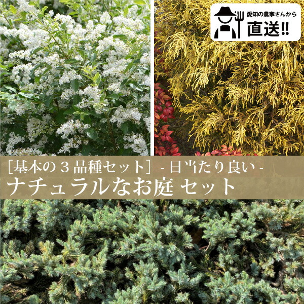 ［生み出すこと者直送］日当たりが好いたらしい自然的なお庭 根本規範のセットシルバープリペット・フィリフェラオーレア・ブルーパシフィック［IO］