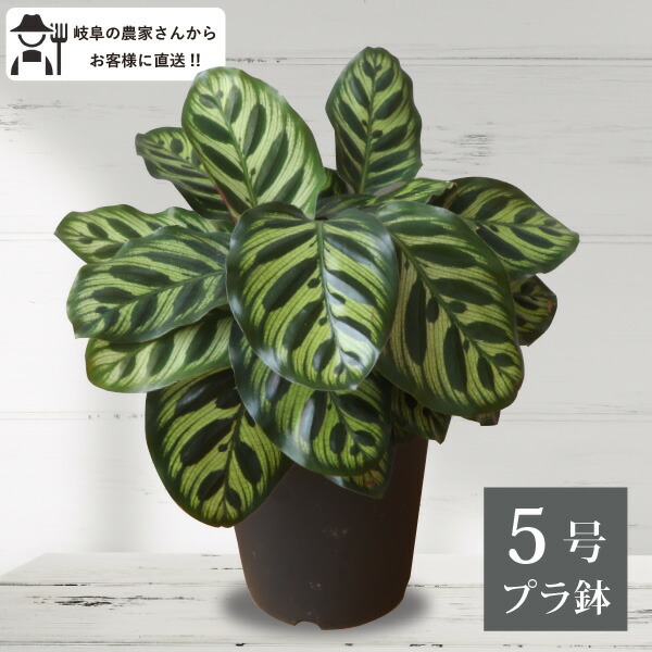 楽天市場】［5号サイズの観葉植物の苗 購入者限定！］サイズピッタリ