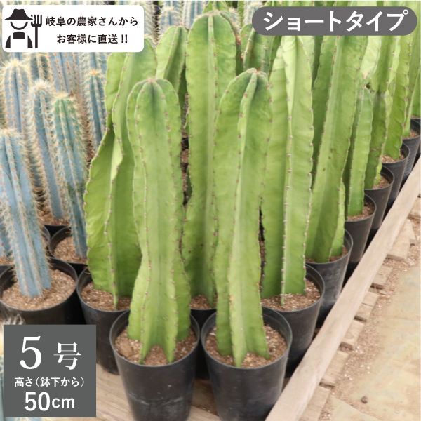 【現品】柱サボテン　吹雪柱（フブキチュウ）7号　Ⅱ Yahoo!オークション - 【現品】柱サボテン 吹雪柱（フブキチュウ