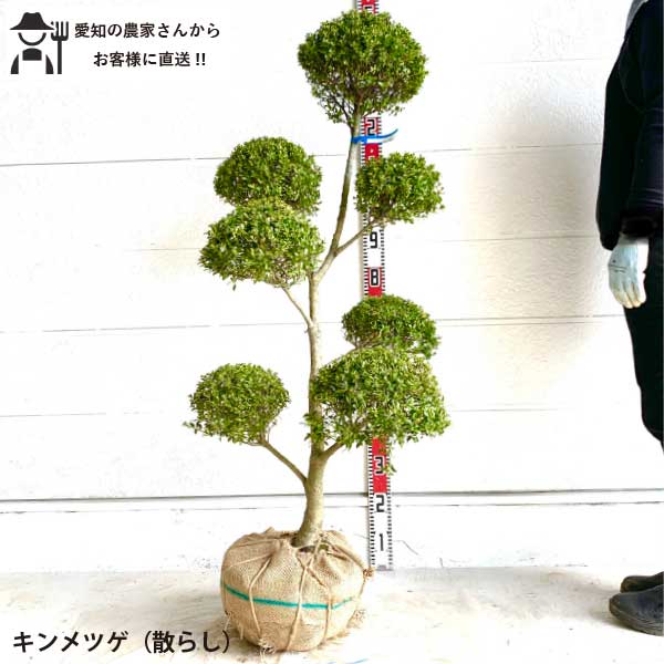 楽天市場】［生産者直送］キンメツゲ 円錐仕立て 樹高約1.5m 送料無料 植木 庭木 苗木 垣根 シンボルツリー ツゲの木 人気 常緑低木［t］ きんめ つげ 金芽柘植 : ソラニワ