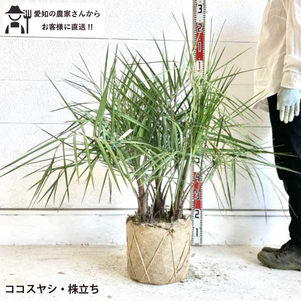 り*ん様 ココスヤシ　双子　【3本立‼️】葉先170cm 幹回り50cm 幹高2 り*ん様 ココスヤシ 双子 【3本立‼️】葉先170cm 幹回り50cm 幹