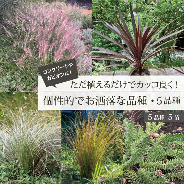 楽天市場】ロックガーデンセット ［C］5種7個セット オージープランツ