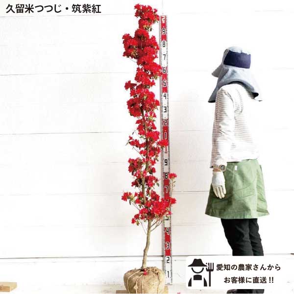 ［生産者直送］久留米ツツジ　樹高約1.8m　送料無料　植木 クルメツツジ　　庭木　常緑低木　苗木　シンボルツリー　人気　植栽［t］ 16,560円