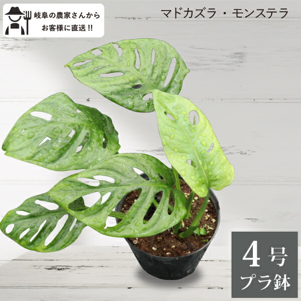 楽天市場】観葉植物 モンステラ ラニアータ 4号 吊り鉢 吊り下げ