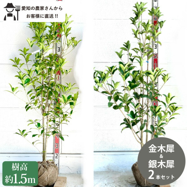 日本全国送料無料商品 | 特集 | 楽天市場】ギンモクセイ 銀木犀 苗木 庭木 根巻き苗 樹高約1.5m 常緑樹