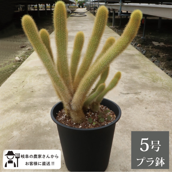 楽天市場】多肉植物 hmサボテン ヒルデウィンテラ 猫の尻尾 ネコ