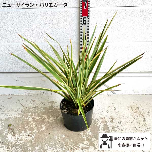 楽天市場】ニューサイラン ブラックブラック 大苗 寒さに強いカラー