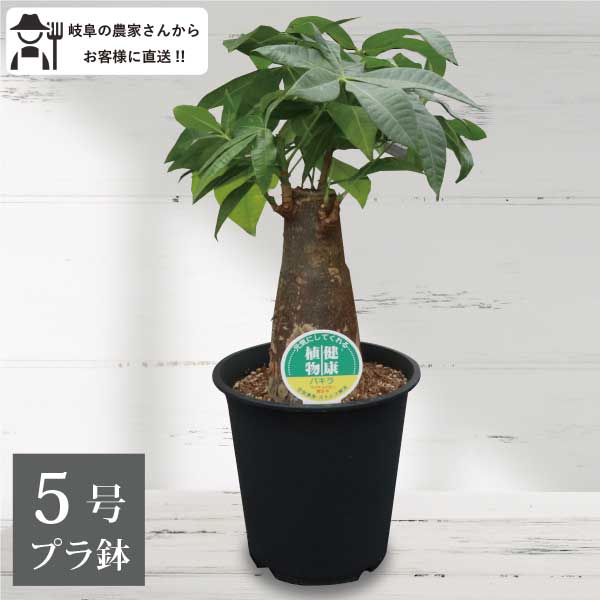 楽天市場】パキラ(編込み)6号(18cm)鉢 実生 観葉植物 室内 楽天市場】パキラ(編込み)6号(18cm)鉢 実生 観葉植物 室内