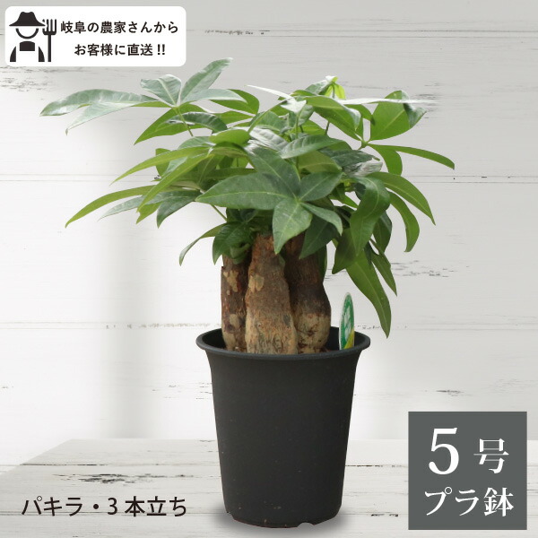 楽天市場】パキラ(編込み)6号(18cm)鉢 実生 観葉植物 室内 楽天市場】パキラ(編込み)6号(18cm)鉢 実生 観葉植物 室内