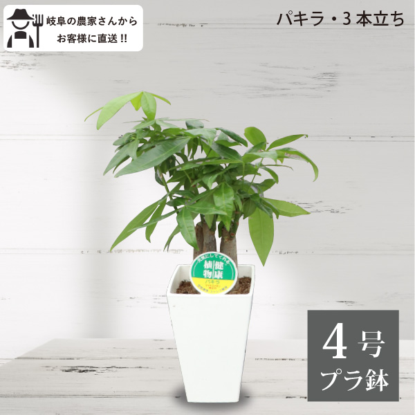 ❤❤縁起物　パキラ　長さ鉢のままは応相談!!!❤❤ ❤❤縁起物 パキラ 長さ鉢のままは応相談!!!❤❤ 観葉
