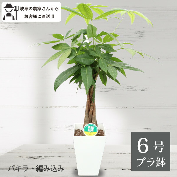 福岡引き取り限定　実生パキラ 約2m 白鉢付き 福岡引き取り限定 実生パキラ 約2m 白鉢付き