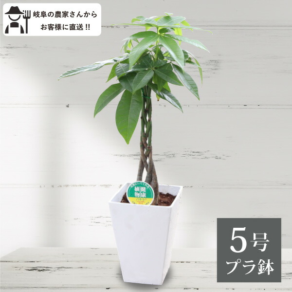 楽天市場】パキラ（3本立ち）5号鉢 プラ鉢 観葉植物 室内 新築祝い