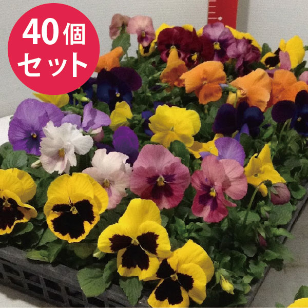 楽天市場 パンジー 花苗 色系が選べる 12ポットセット 冬一年草 花苗園芸店なごみ